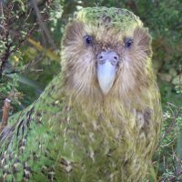 Artorius (@artorius519) 's Twitter Profile
