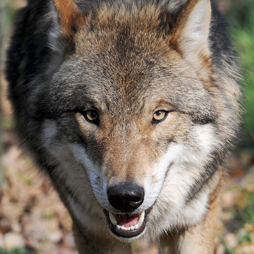 Wir setzen uns für den Schutz der Wölfe u. anderer Tiere und den Naturschutz in Deutschland ein . Mit allen Mitteln, die zur Verfügung stehen.