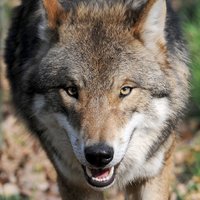 Wolfsschutz-Deutschland (@wolfsschutz) 's Twitter Profile Photo Wolfsschutz-Deutschland (@wolfsschutz) 's Twitter Profile Photo