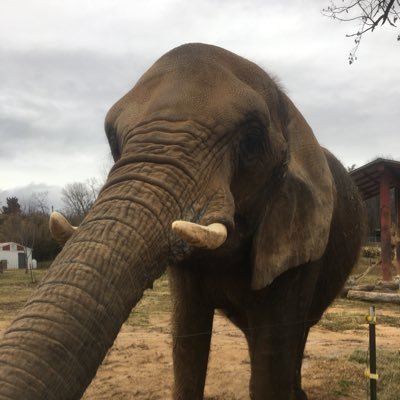 Stay at home foster mom of three. Wife mom of two and Grand Mother of six. I'm a voice for abused animals and a huge advocate for elephants and Rhinos.
