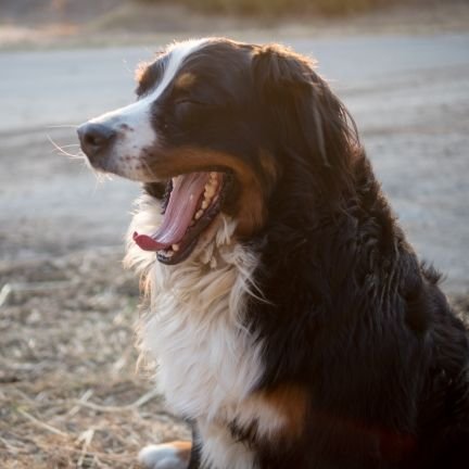 牛飼いです。愛犬とぬこと牛と我が牧場の風景をちょいちょい撮ってます。 写真 / 将棋 / 陸別/ yama /