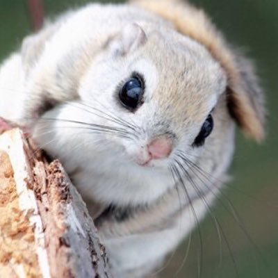 可愛い カッコイイ 動物画像 ライオンの子供 動物画像 ライオン