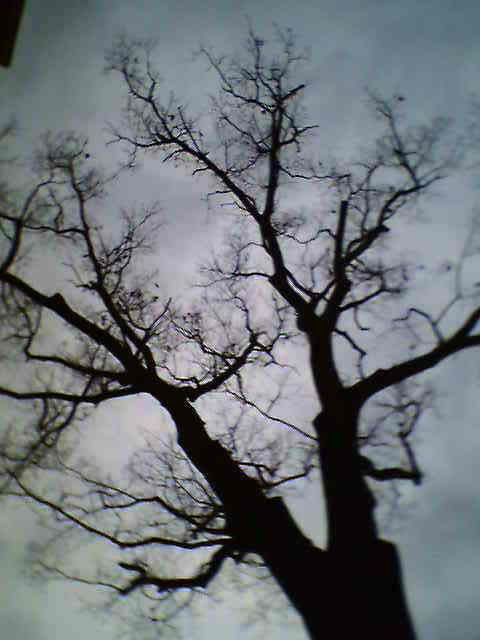 debsanchez561's profile picture. I've lived many places, done many things & continue to grow, learn, experience, & write. Family, friends, words & trees, not much is more important than these