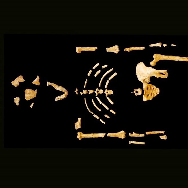 ASO_KentState's profile picture. Welcome to ASO's Twitter Page. We are the Anthropology Organization here on Kent State's Main Campus. Follow for info about meetings and events!