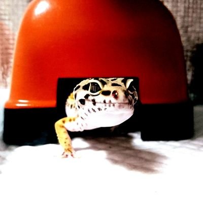 hisui_hatyuurui's profile picture. 