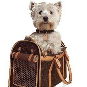 CYJacket's profile picture. 