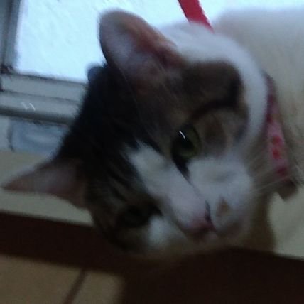 Asllapiscu_meme's profile picture. COC7とDx3rdのGM兼シナリオ書き

最近はダブルクロスの衝動にフォーカスしたシナリオ書いてます