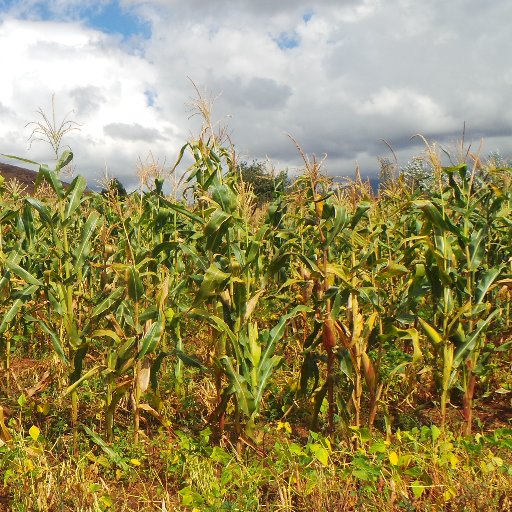 #Foodsecurity, #Vulnerability #Climatechange# #Nutrition platform for #SouthernAfrica