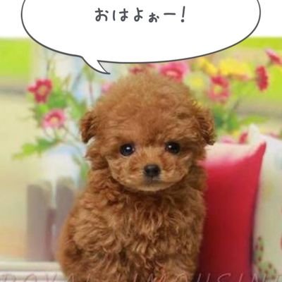 fight_iq_'s profile picture. 