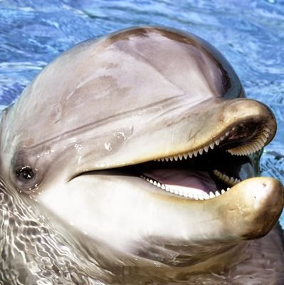 Maestra de educación infantil, amo mi profesión y me encantan los delfines y el color morado.
