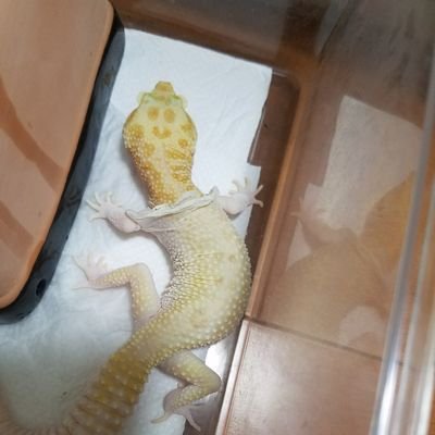 雪美のプロフィール写真