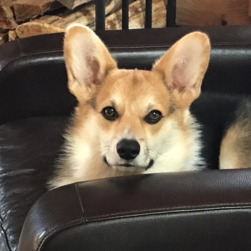 Corgi lover, CPA and author. Just trying to make a difference one tweet at a time. she/her#CorgiCrew
