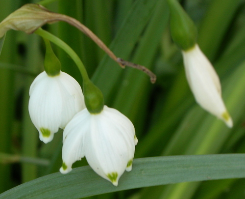 heavenow's profile picture. I am here just to love this beautiful world