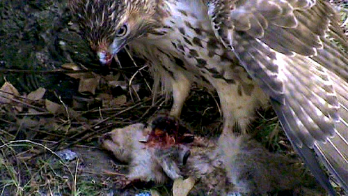 WILDLIFEKINGNY's profile picture. NYC's BEST KEPT SECRET.THE AMAZING WILDLIFE EXPLOSION FINALLY REVEALED.  MY HI-DEF CATALOG IS THE BEST NYC HAS TO OFFER. CURRENTLY INTERVIEWING SPONSORS