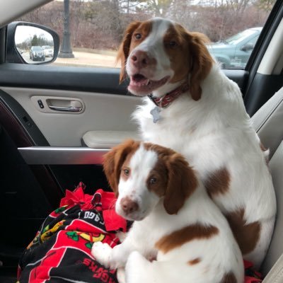 Blackhawks and Cubs Fan, dog lover, Brittanys x 2, wife and mom of 3, XU ‘98 , DePaul Law ‘01