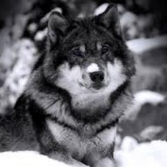 KievKrokodil's profile picture. JustDoIT-Service 
Github/opensource/software/microsoft/linux/visualstudio/c#/python/webdevelopment/irc/tipicalprogrammer/