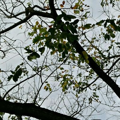 _Fuxxx's profile picture. MCMXCVIII