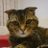 猫の耳のTwitterプロフィール画像