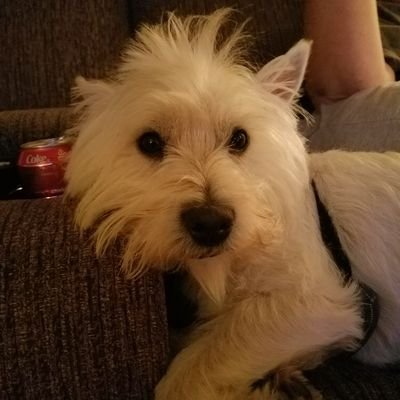 ChrisIachini's profile picture. Trump 2016 MAGA