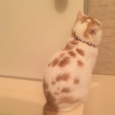 ToeySleep Profile Picture