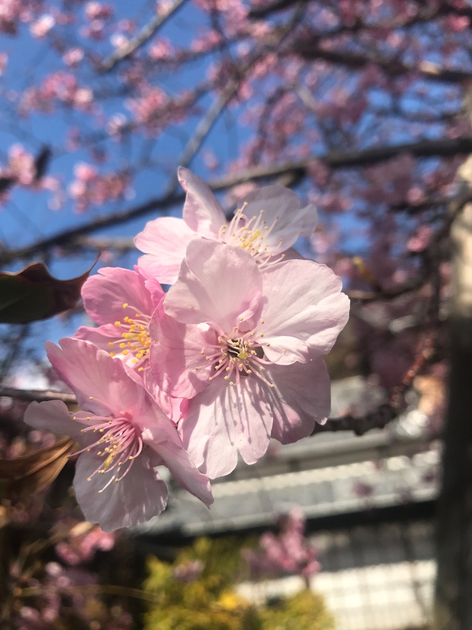 Hanakichiです。ツイッターでいろんな情報見るのが楽しみです。
初心者ですがよろしくお願いします。