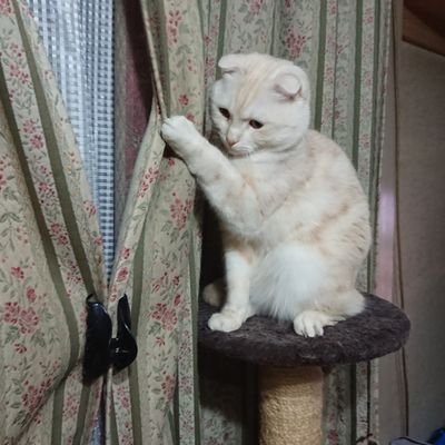 うるさい爺。猫大好き、ドライブ大好き。車大好き。無言フォロー多々あり。ごめんなさい。カマ爺→鎌田直悦
秋田から出荷。６２歳。１９５８年１月２日うまれ