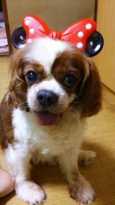 イヌの宅急便さんのプロフィール画像
