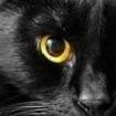 blackKat (@sivacnu) 's Twitter Profile