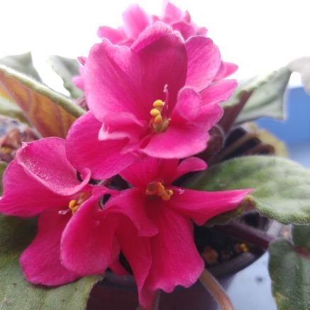 mnchknblwruppr's profile picture. 