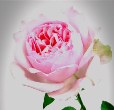 yaehime33's profile picture. 