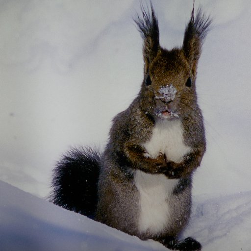 neco_toyo's profile picture. I like JavaScript because it is comfortable for me to write.  I love  a rabbit, cat and an English tea.
