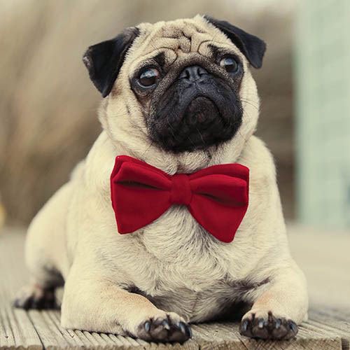 Puglet14's profile picture. 