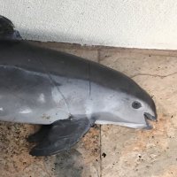 Carlos Tirado Pineda (@carlost12351108) 's Twitter Profile