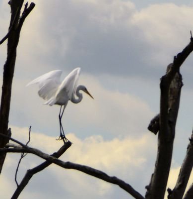 Friends of Lincoln Park JC a 501c 3 bringing nature events to the little explored Lincoln Park West of Jersey. Home of the Grey Heron and the White Egret