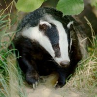 Surrey's Wildlife (@surreyswildlife) 's Twitter Profile
