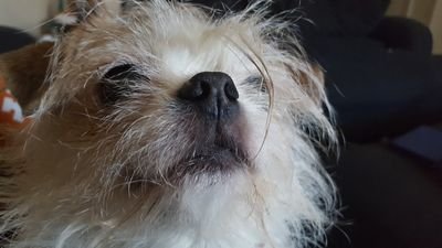 MrsHWPlainview's profile picture. I would like stricter gun laws. I like dogs and carbs and family.