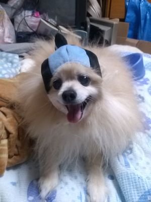 のうてんきな5263 コジロ さん kojirouxiong twitter