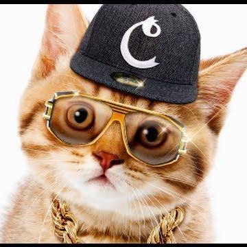 clinton_dobson's profile picture. One really cool cat