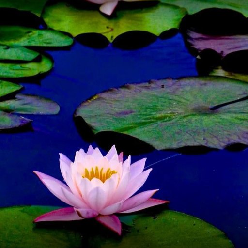 XithalBalck's profile picture. 