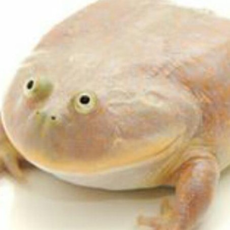 Wednesday Frog Bot It Is Wednesday My Dudes Wednesday Frog Bot It Is Wednesday My Dudes