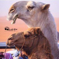 مزاين تصويت (@mzayn_vote) 's Twitter Profile