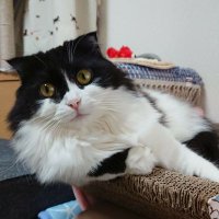 kayo212 (@kayo2123) 's Twitter Profile