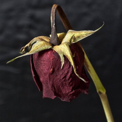 Reluctantcy's profile picture. 