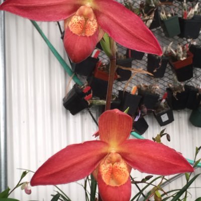 je fais de hybridation orchidées surtout avec les Paphiopedilum et les Phragmipedium