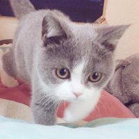 ひので (@deme__hinode) 's Twitter Profile