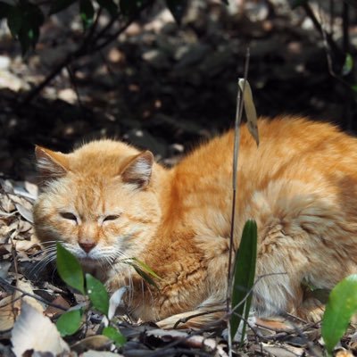 愛知県豊川市で捨てられた猫に不妊去勢手術を施し、一代限りの命を見守り、捨て猫をなくすための活動をしています。保護猫里親募集は完全室内飼、ワクチン・必要な治療、不妊去勢手術などが条件です。 
DM・コメント対応できかねます🙇‍♀️
✉️nyantoka.toyokawa@gmail.com
※現在、HP改装中です。