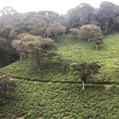 SalustianSakay1's profile picture. .