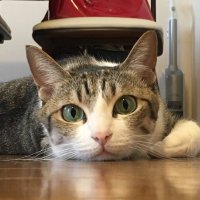 ikko17 (@ikko17catslove) Twitter profile photo
