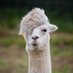 Alpaca Columbus (@alpaca_columbus) Twitter profile photo Alpaca Columbus (@alpaca_columbus) Twitter profile photo