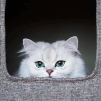 السحاق متعة لايعرفها الرجال (@rdmggswq6plitje) Twitter profile photo